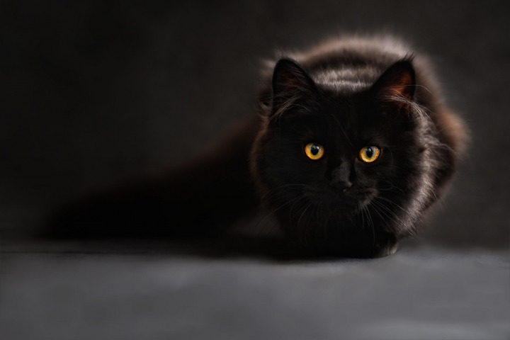 maine coon cat