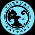 turkuaz cattery logo cat